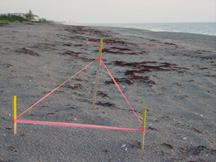 turtle nest staked-out