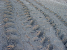 turtle tracks