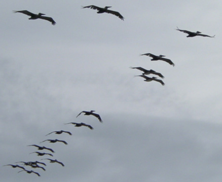 SeaGulls in Flight!