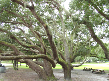 Big TREE at Fort Matanzas Park