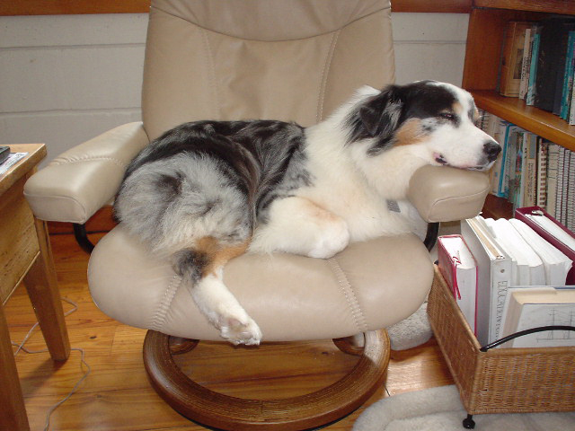 Snowdog.in.chair