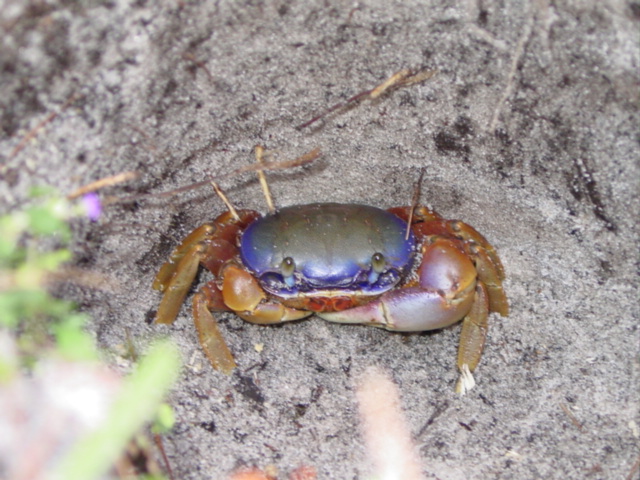 Cacticrab