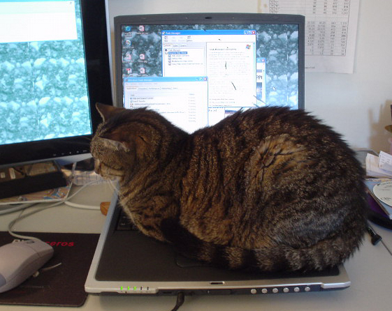 Tigger sitting on Toshiba