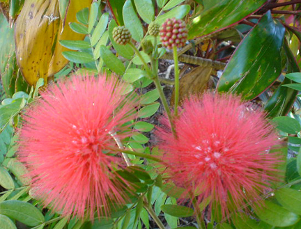 Christmas Flowers