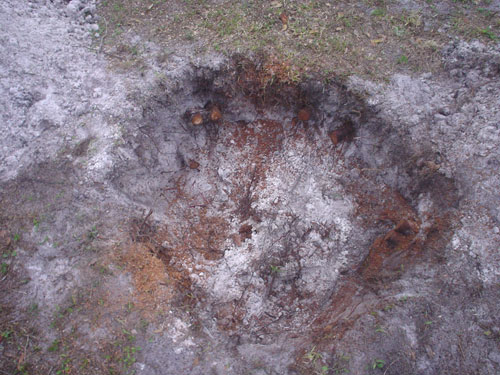 what's left of hickory tree stump (nothing but a hole in the ground)