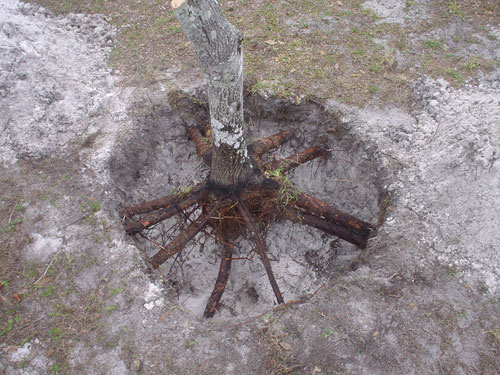 dead hickory tree stump