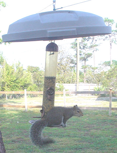 squirrel on bird feeder