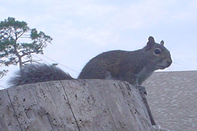 squirrel on stump