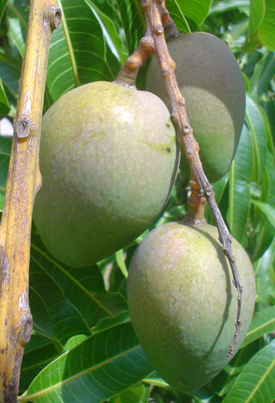 May & Bill's small mangoes