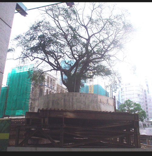 Hong Kong big tree saved