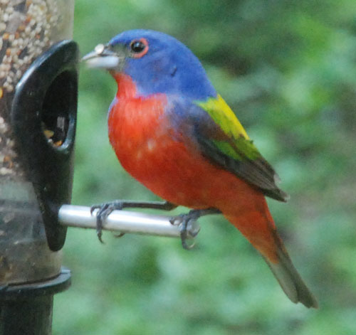 K's painted bunting