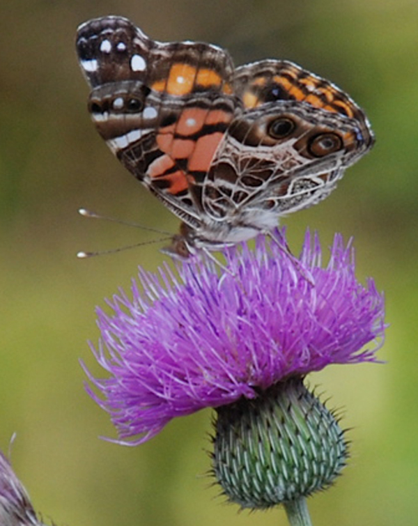 Butterfly_and_Thistle