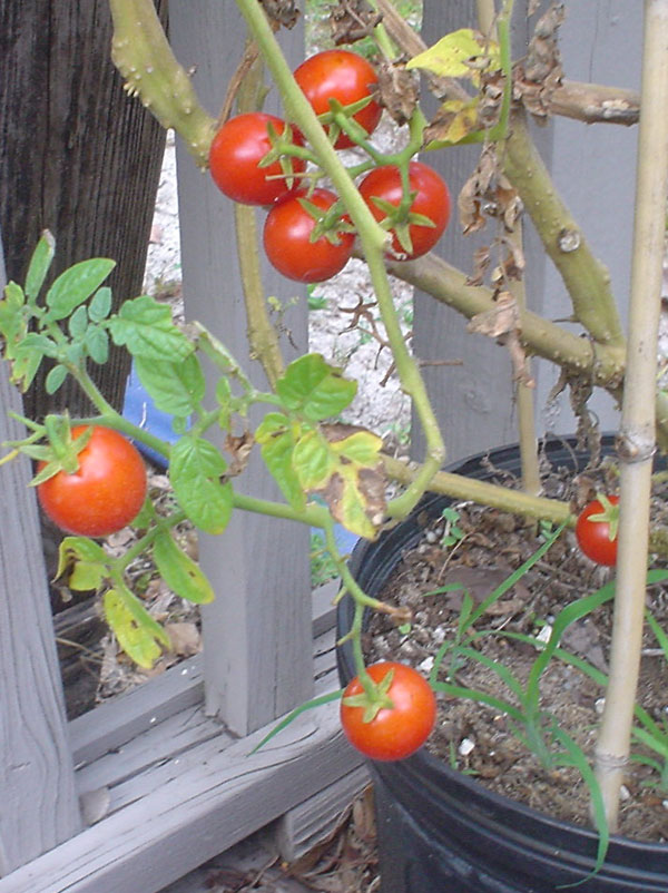 tomatoes