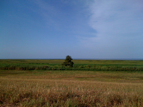 01Aug09_LOST_treeonplain.sm.jpg