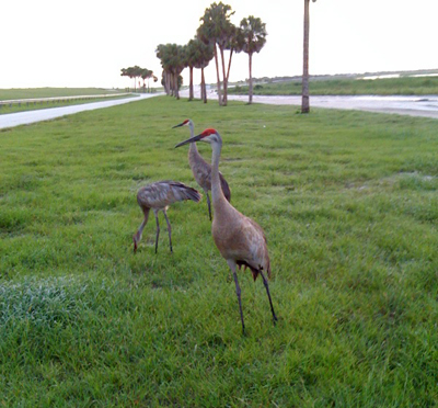 LOST.Lk7.Sandhillcranes.sm.jpg