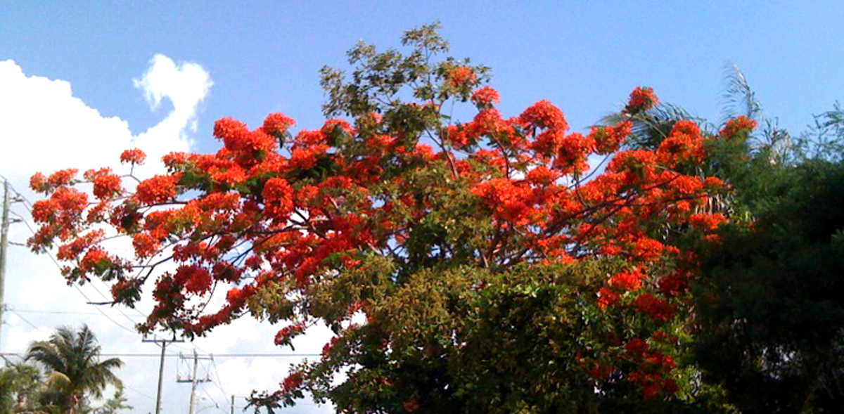 redtree.lg.jpg