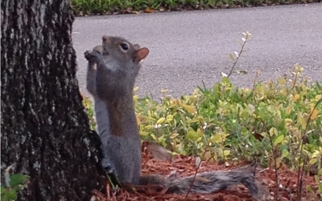 squirrel.nut.lg.jpg