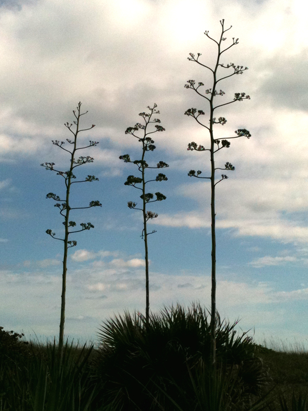 Agave1.sm.jpg