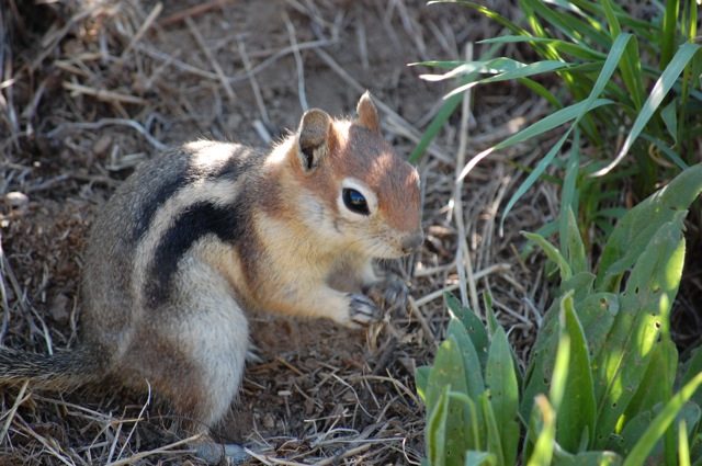 Chipmunk.cu.jpg