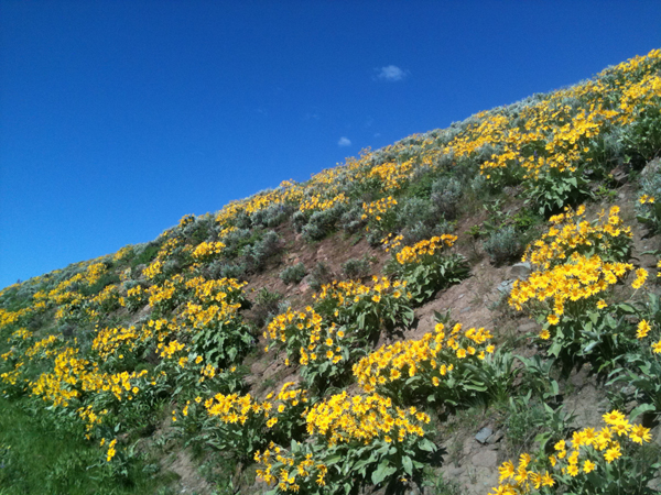 yellowflowerslope.sm.jpg