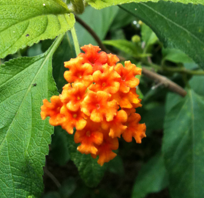 flower.orange.crhg.jpg