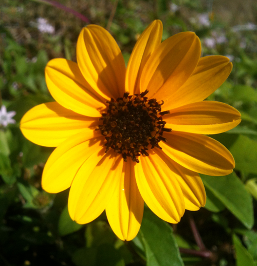 flowers.orange.sm.jpg