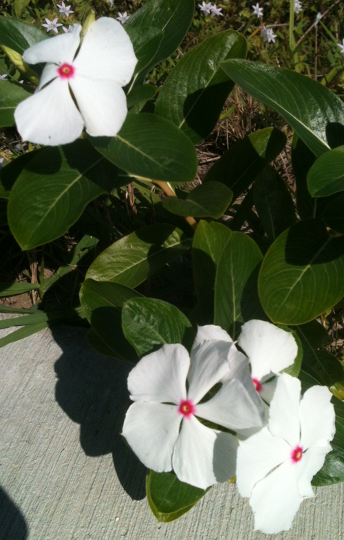 flowers.white.sm.jpg