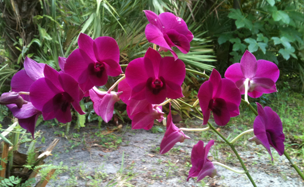 orchid.purple.sm.jpg