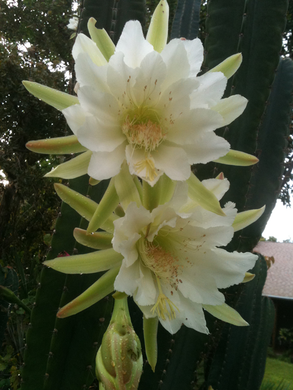 CactusFlowers.sm.jpg