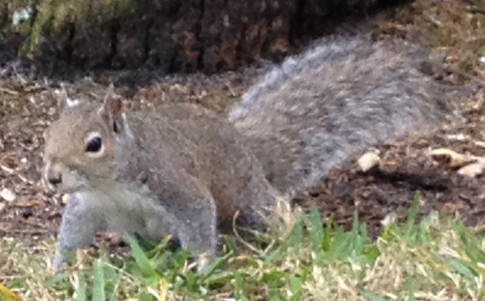 squirrel.BP.2.lg.jpg