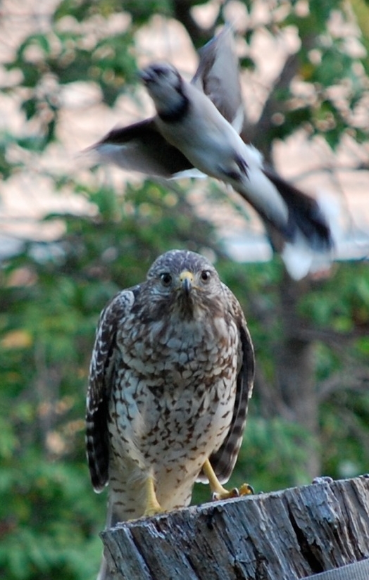 bird.on.stump1.md.jpg