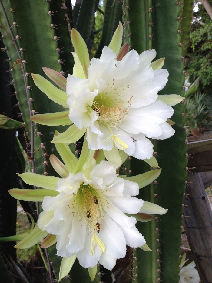 cactus.flowers.md.jpg