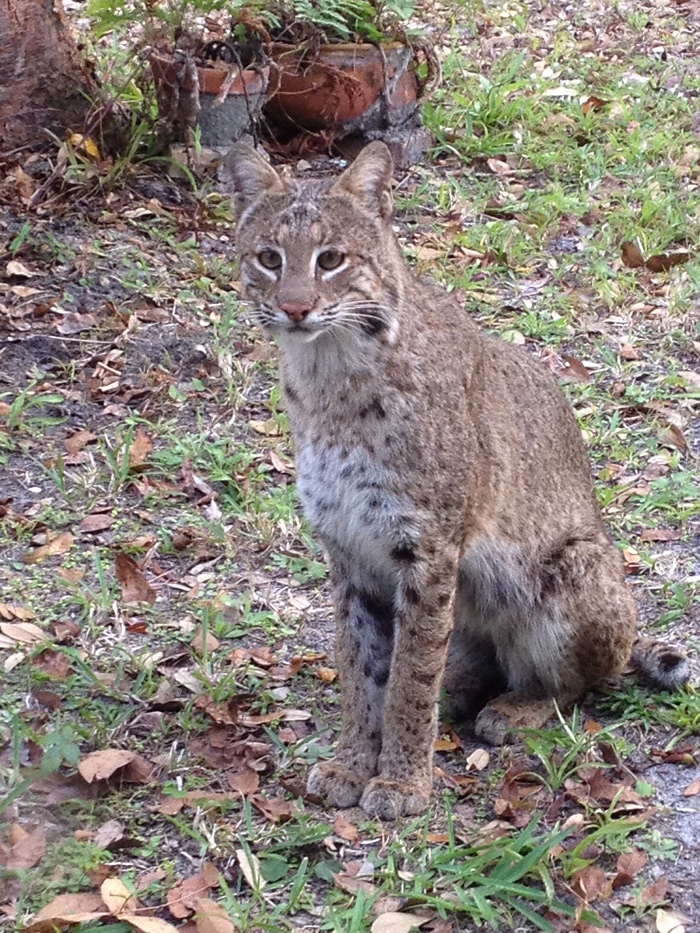 bobcat.1.sm.jpg