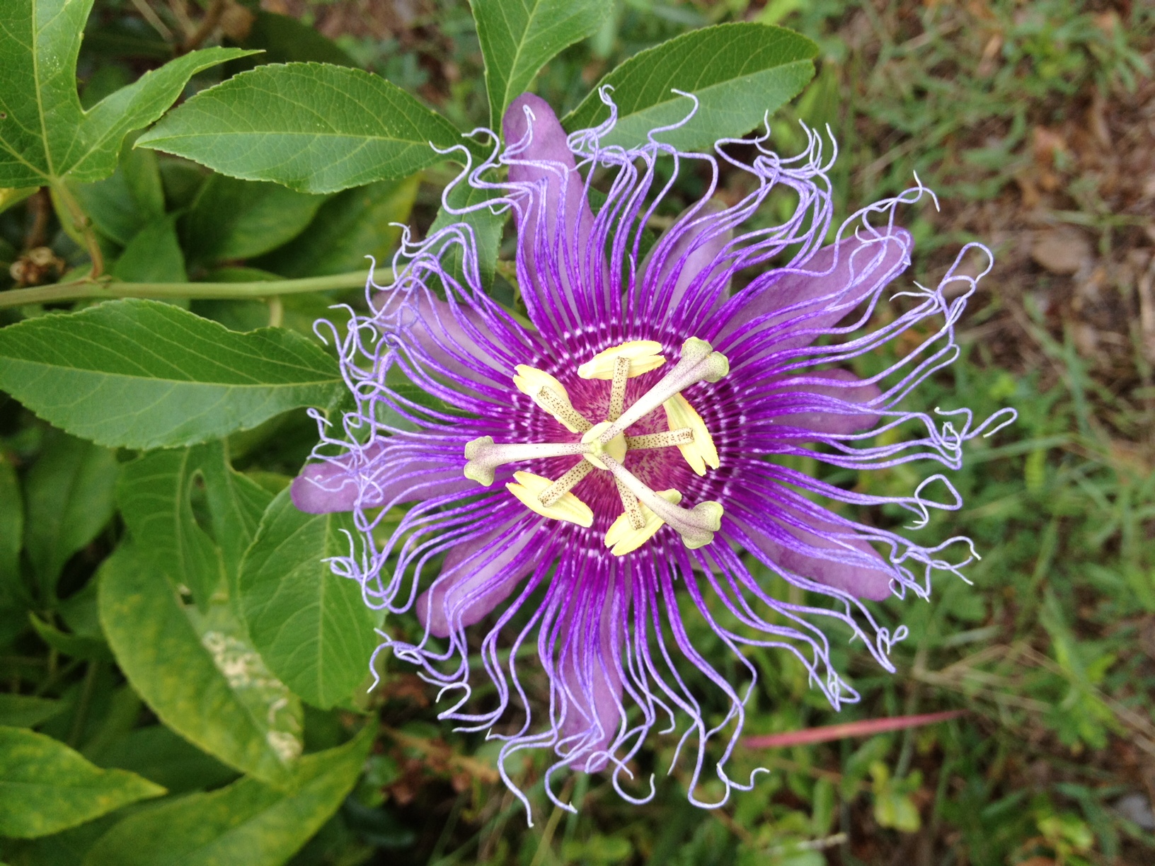 flower.purple.jpg