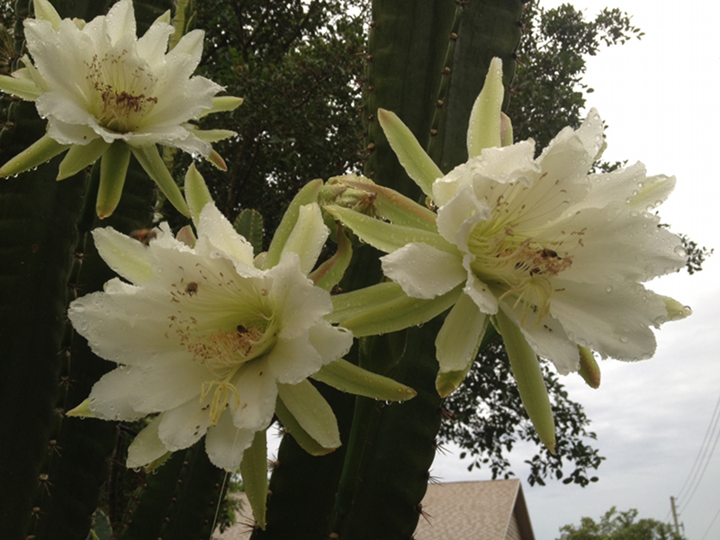 FotD_3cactiblossoms.sm.jpg