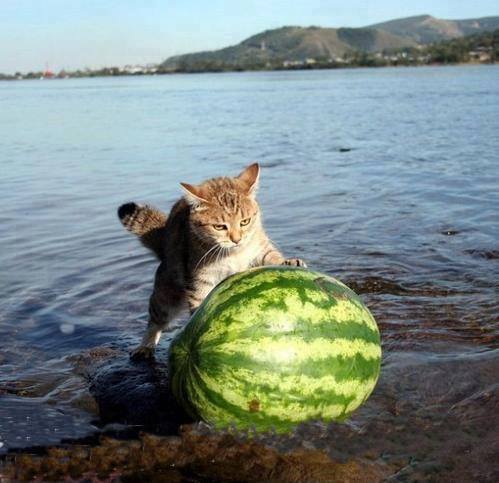 cat_watermelon.jpg