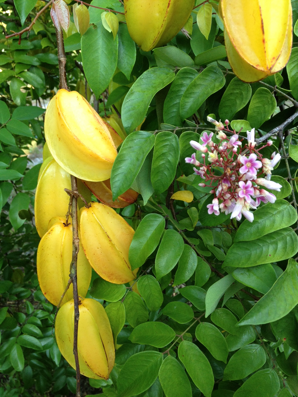 starfruit_flower.sm.jpg