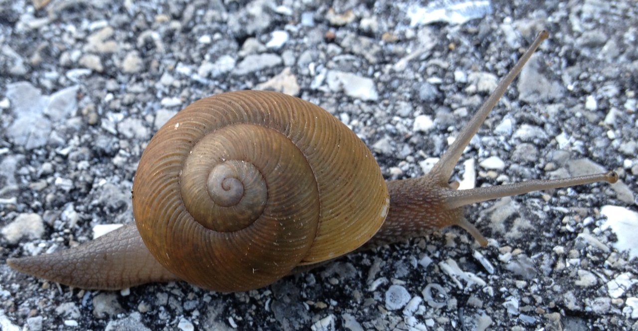 snail_cropped.jpg