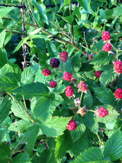 blackberries