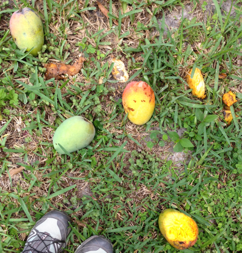 Mango Graveyard