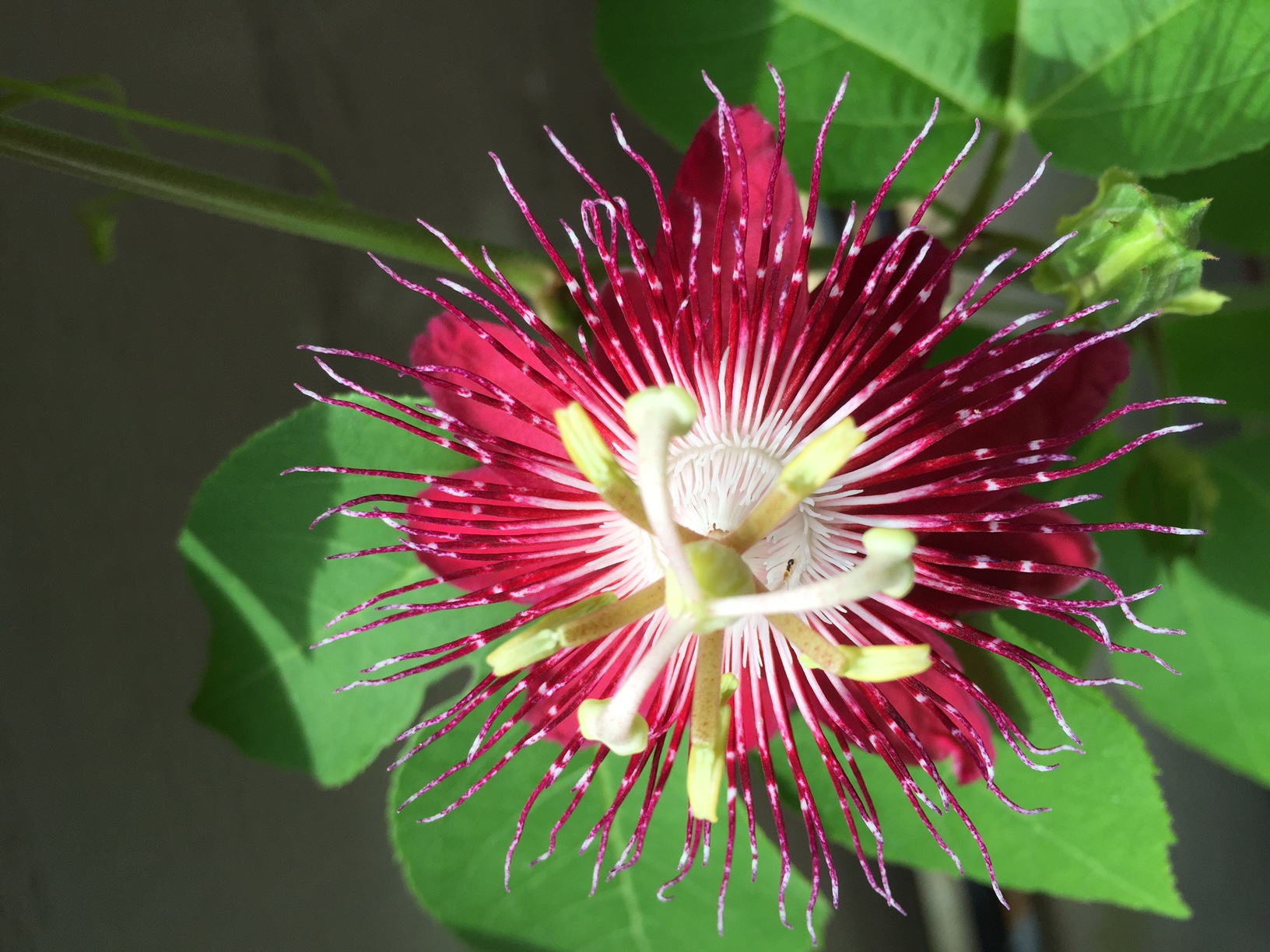 passion_flower.jpg